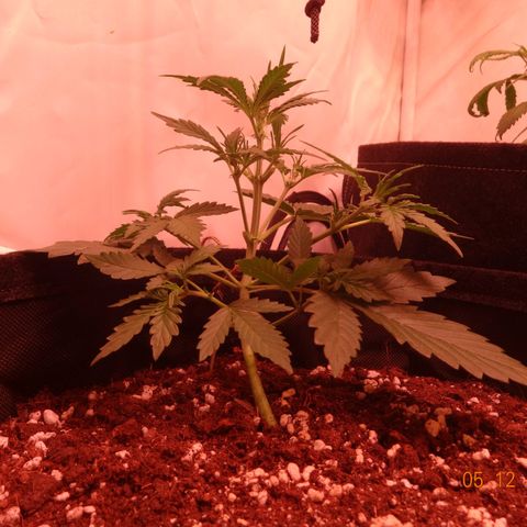 Northern Lights Automatic growlog timeline photo