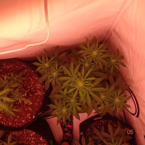 Bubble Kush Automatic growlog timeline photo
