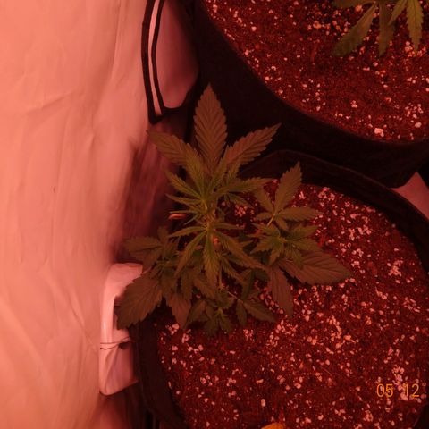 Northern Lights Automatic growlog timeline photo