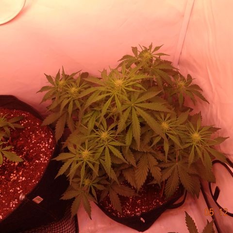 Bubble Kush Automatic growlog timeline photo
