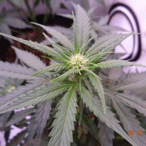 Northern Lights Automatic growlog timeline photo