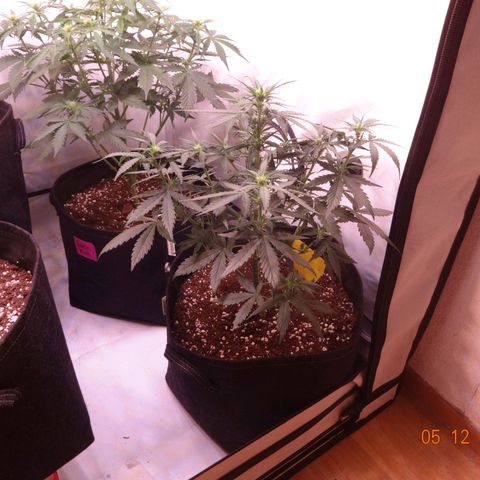 Northern Lights Automatic growlog timeline photo