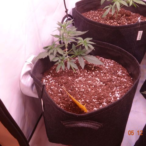 Northern Lights Automatic growlog timeline photo