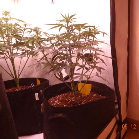 Royal Haze Automatic growlog timeline photo