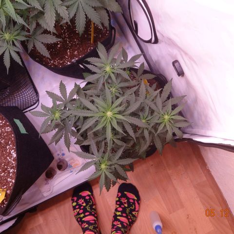 Royal Haze Automatic growlog timeline photo