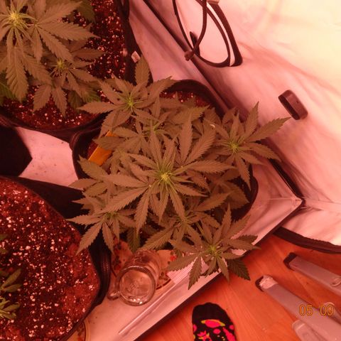 Royal Haze Automatic growlog timeline photo