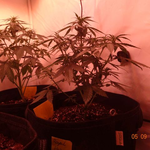Royal Haze Automatic growlog timeline photo