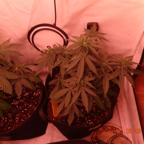 Royal Haze Automatic growlog timeline photo