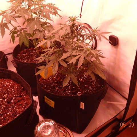 Royal Haze Automatic growlog timeline photo