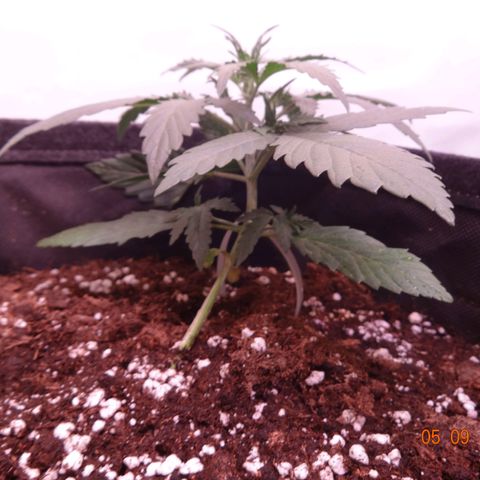 Northern Lights Automatic growlog timeline photo