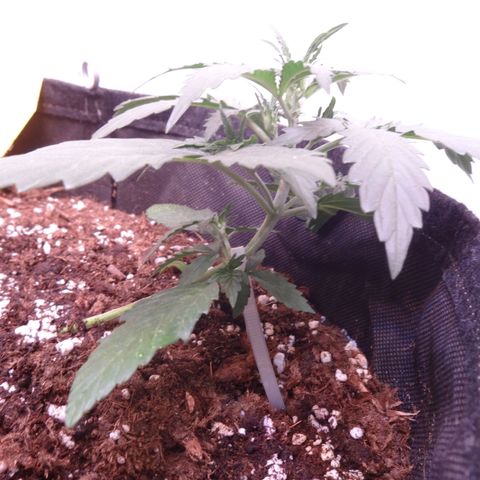Northern Lights Automatic growlog timeline photo