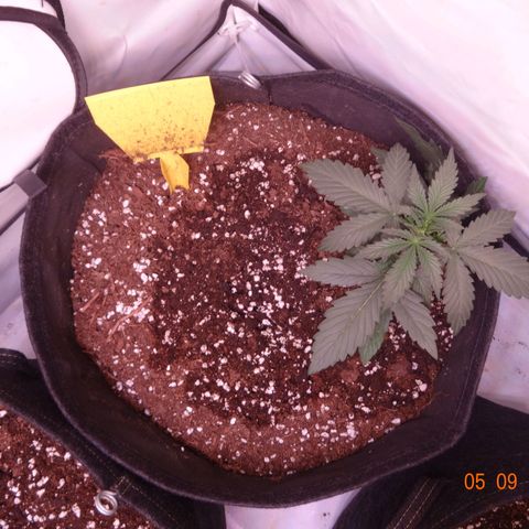 Northern Lights Automatic growlog timeline photo