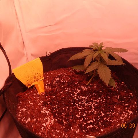 Northern Lights Automatic growlog timeline photo