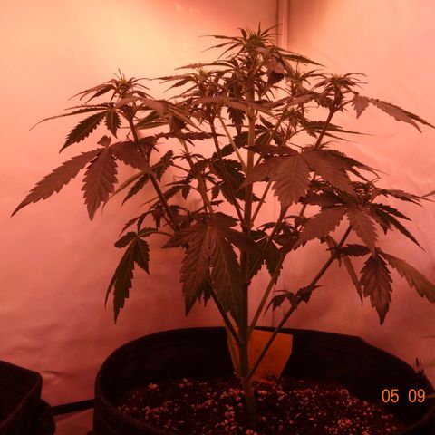 Bubble Kush Automatic growlog timeline photo