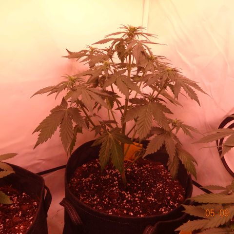 Bubble Kush Automatic growlog timeline photo