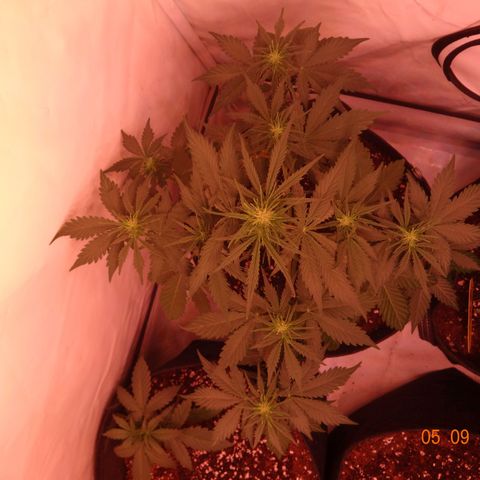 Bubble Kush Automatic growlog timeline photo