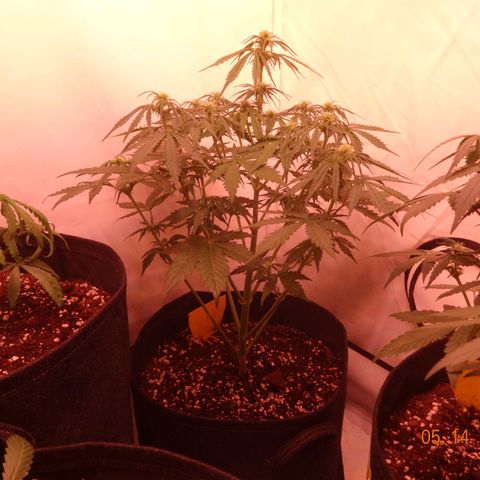 Bubble Kush Automatic growlog timeline photo