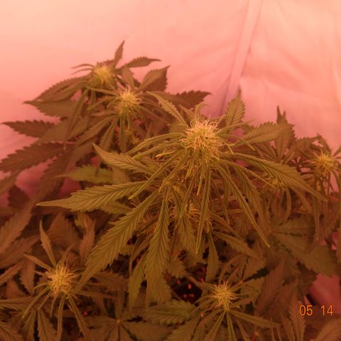 Bubble Kush Automatic growlog timeline photo