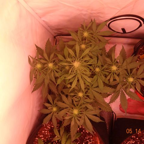 Bubble Kush Automatic growlog timeline photo