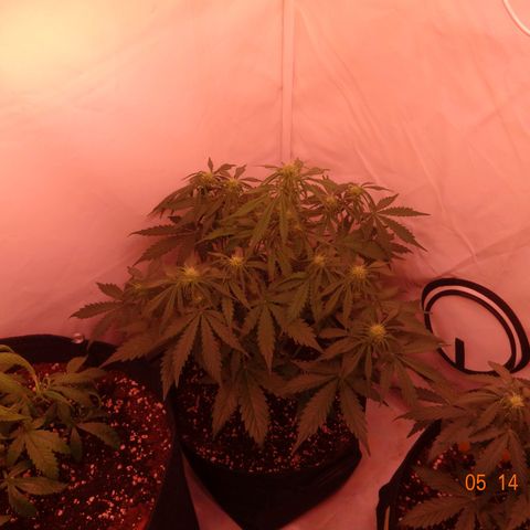 Bubble Kush Automatic growlog timeline photo
