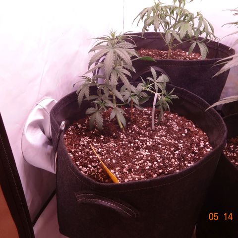 Northern Lights Automatic growlog timeline photo