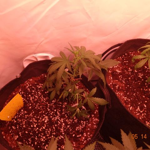 Northern Lights Automatic growlog timeline photo