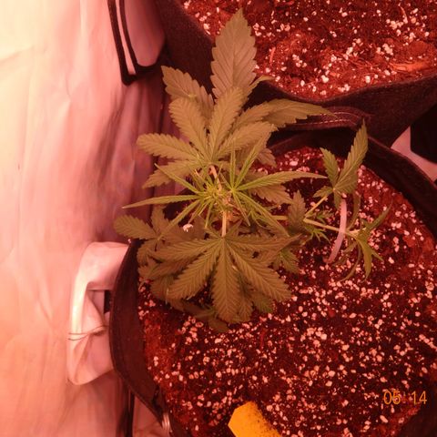 Northern Lights Automatic growlog timeline photo