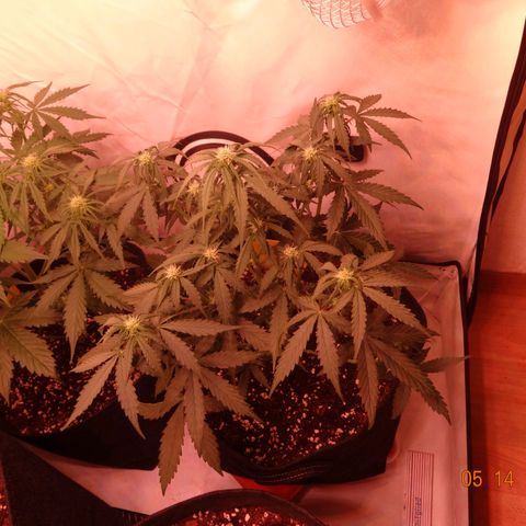 Royal Haze Automatic growlog timeline photo