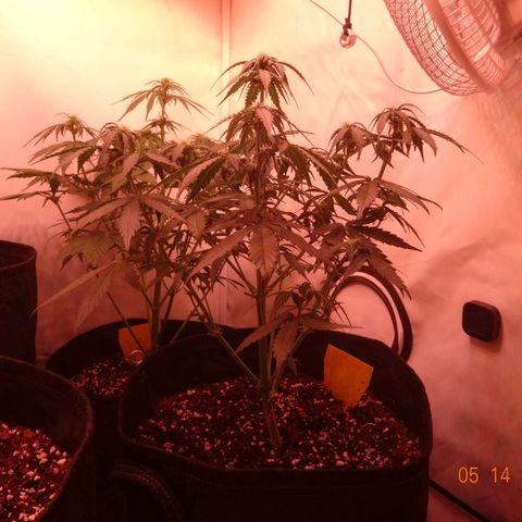 Royal Haze Automatic growlog timeline photo