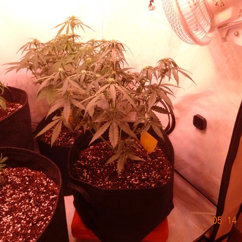 Royal Haze Automatic growlog timeline photo