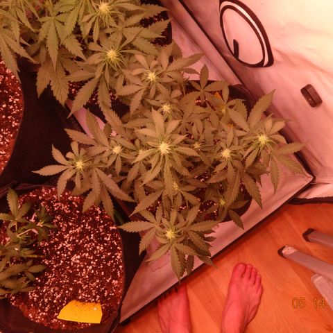 Royal Haze Automatic growlog timeline photo