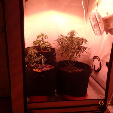 Bubble Kush Automatic growlog timeline photo
