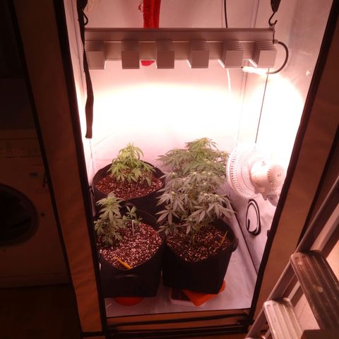 Bubble Kush Automatic growlog timeline photo