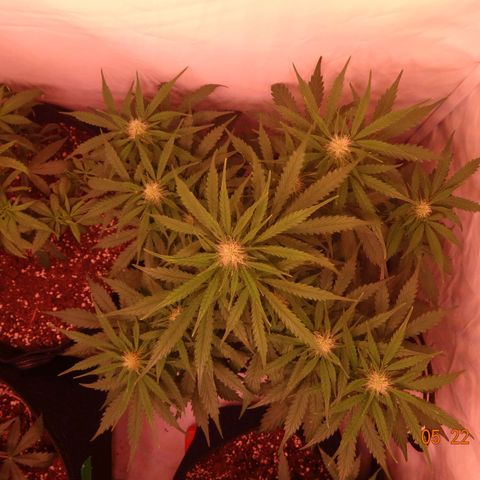 Bubble Kush Automatic growlog timeline photo