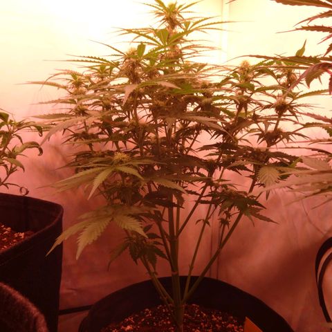 Bubble Kush Automatic growlog timeline photo