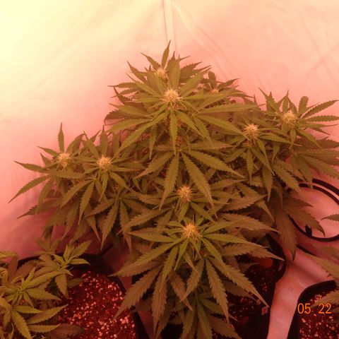 Bubble Kush Automatic growlog timeline photo