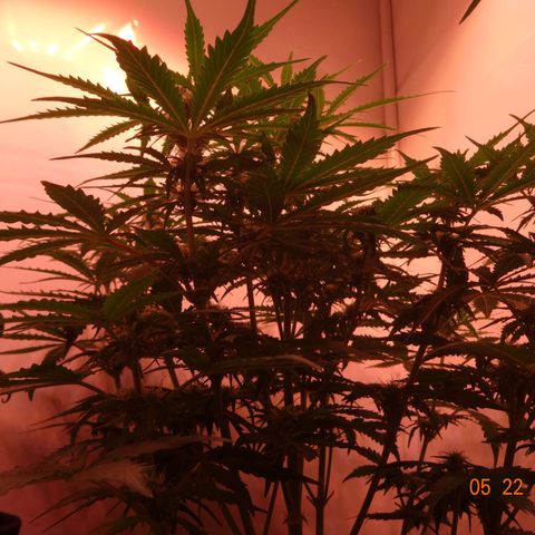 Bubble Kush Automatic growlog timeline photo