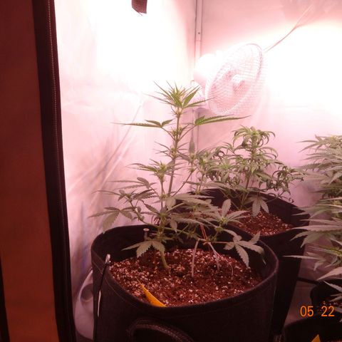 Northern Lights Automatic growlog timeline photo