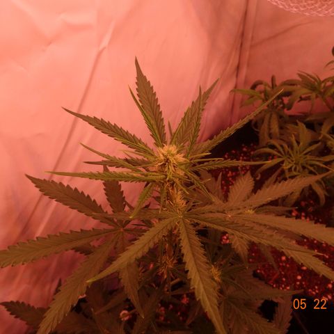 Northern Lights Automatic growlog timeline photo
