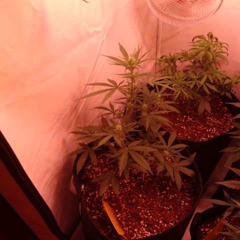 Northern Lights Automatic growlog timeline photo