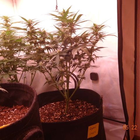 Royal Haze Automatic growlog timeline photo