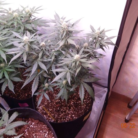 Royal Haze Automatic growlog timeline photo