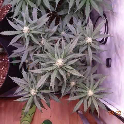 Royal Haze Automatic growlog timeline photo