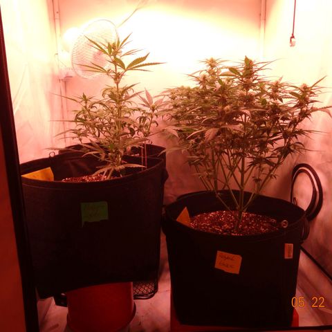 Bubble Kush Automatic growlog timeline photo
