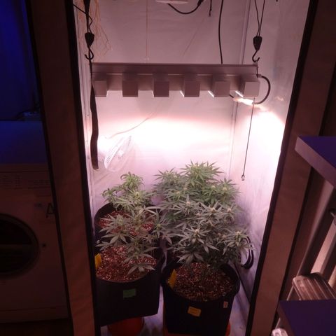 Bubble Kush Automatic growlog timeline photo