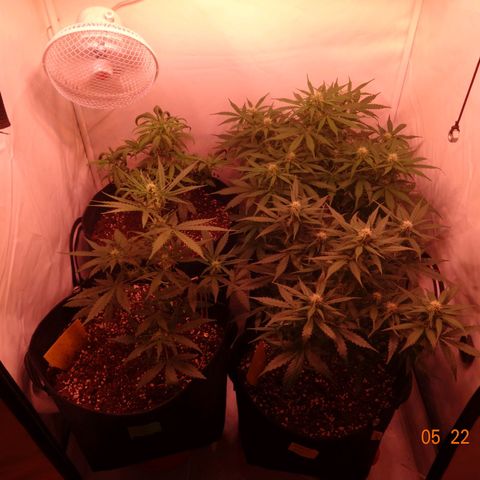 Bubble Kush Automatic growlog timeline photo