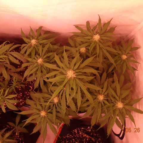 Bubble Kush Automatic growlog timeline photo