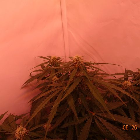 Bubble Kush Automatic growlog timeline photo