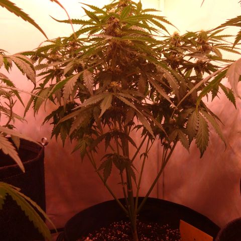 Bubble Kush Automatic growlog timeline photo