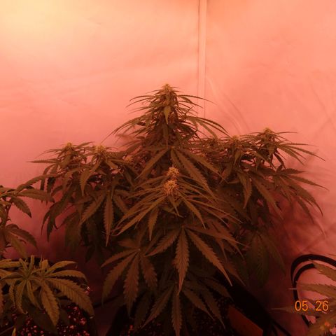 Bubble Kush Automatic growlog timeline photo